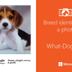 Imagen para el artículo titulado Averigua de qué raza es tu perro con esta nueva aplicación de Microsoft